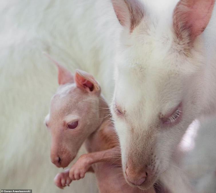 Це зображення має порожній атрибут alt; ім'я файлу be82bfe-tvar-7.jpg