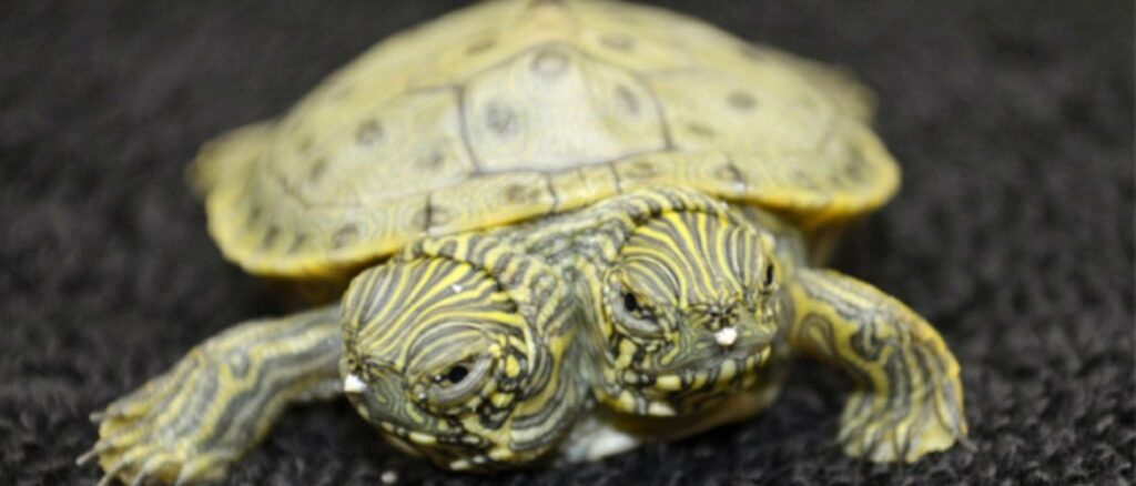 Це зображення має порожній атрибут alt; ім'я файлу Golovna-5-1024x438.jpg